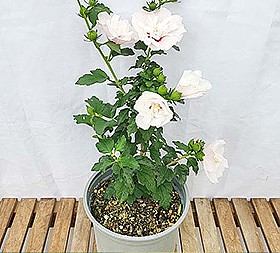 갤러리 이미지 4