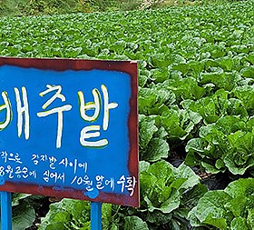 갤러리 이미지 6